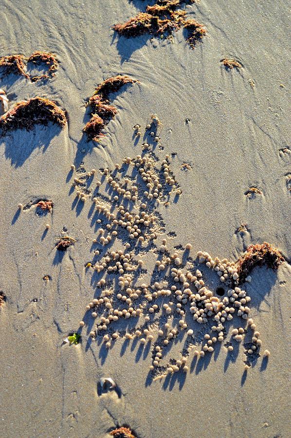 Natures Art - Spot the Sand Bubbler Crab Photograph by Jeremy Hall