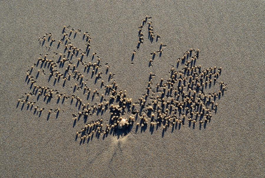 Natures Art - Two Sand Leaves Photograph by Jeremy Hall