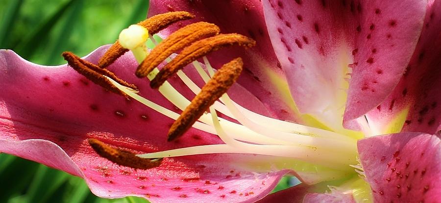 Lily Photograph - Natures Beauty by Bruce Bley