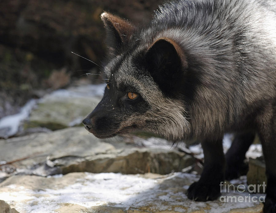 Wildlife Photograph - Natures Beauty Silver Fox  by Inspired Nature Photography Fine Art Photography