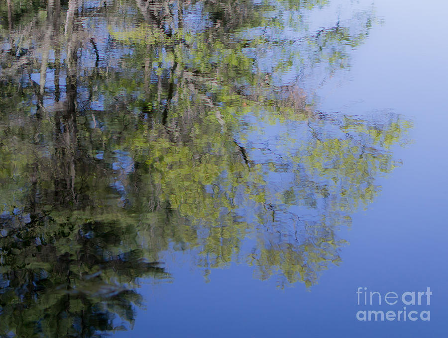 Water Surface Photograph - Natures Bounty by Agata Wisniowska Water Surface Photograph - Natures Bounty by Agata Wisniowska