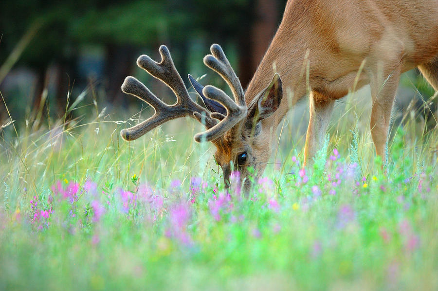 Nature's Bounty Photograph By Kirk Siegler - Fine Art America