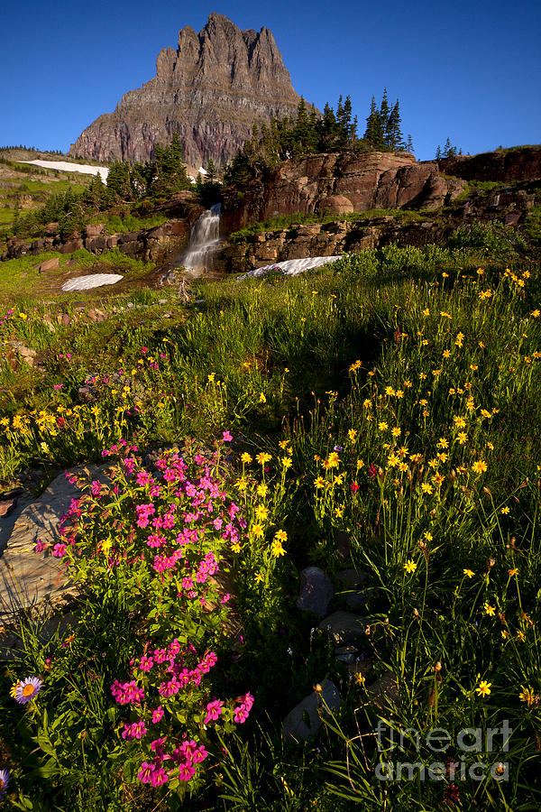 Glacier National Park Photograph - Natures Bouquet by Aaron Whittemore