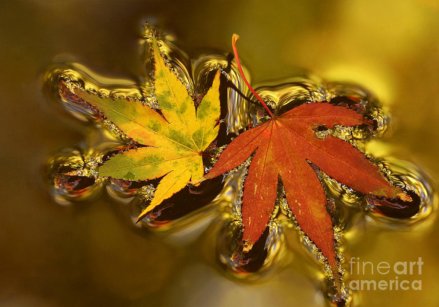Fall Photograph - Natures Brooch by Inge Riis McDonald