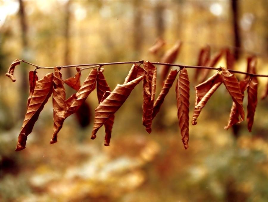 Fall Photograph - Natures Clothesline by Alan Skonieczny