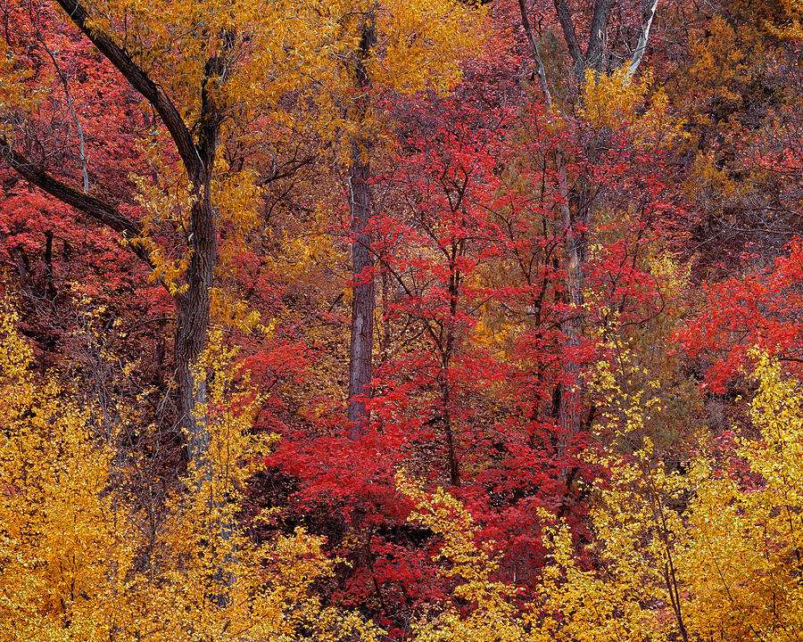 Natures Color Palette Photograph by Leland D Howard