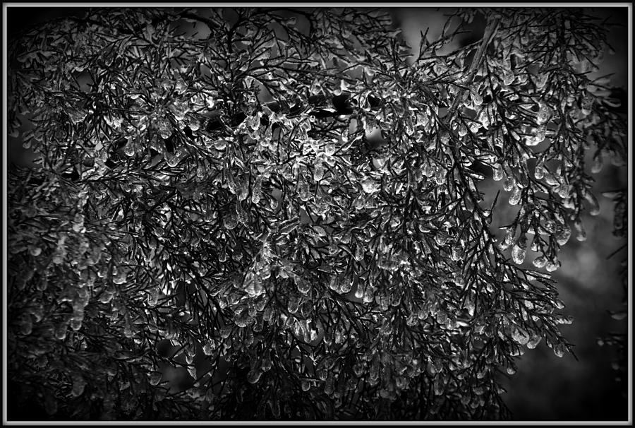 Tree Photograph - Natures Crystals in Black and White by Lisa Wooten
