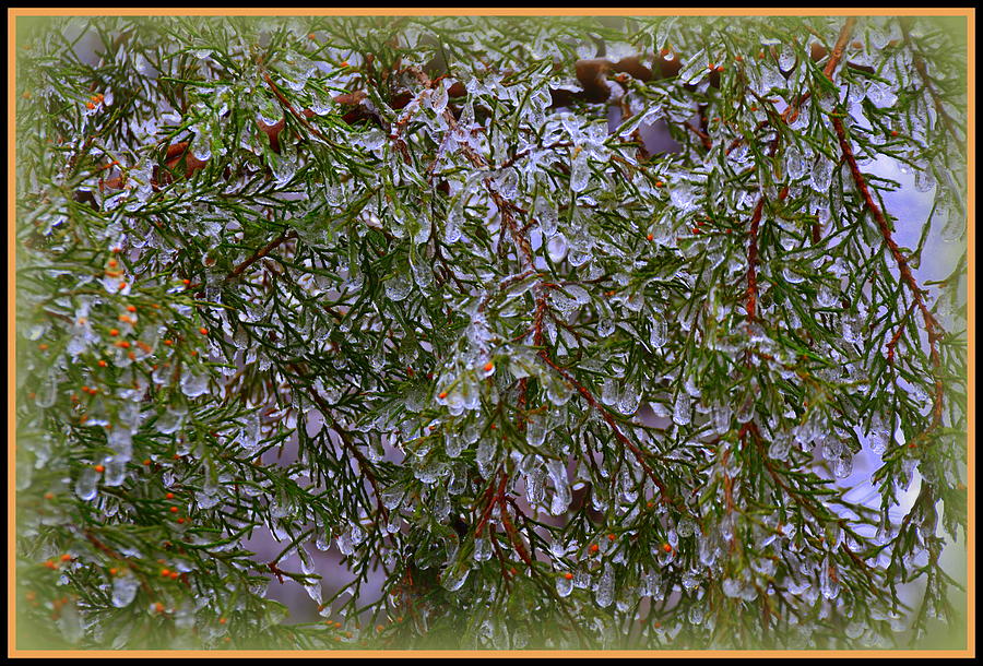 Tree Photograph - Natures Crystals by Lisa Wooten