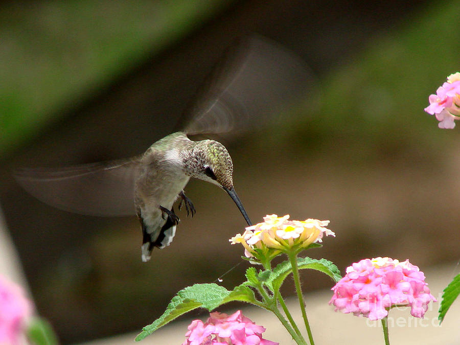 Hummingbird Dinner Photograph by Linda Cox