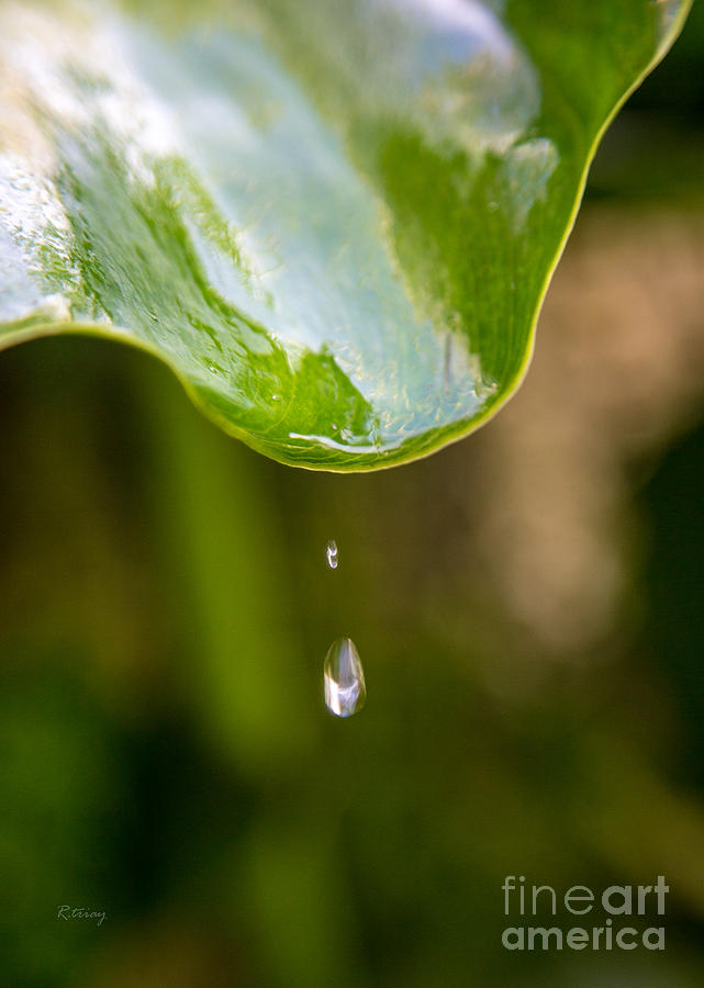 Natures Drip Photograph by Rene Triay FineArt Photos