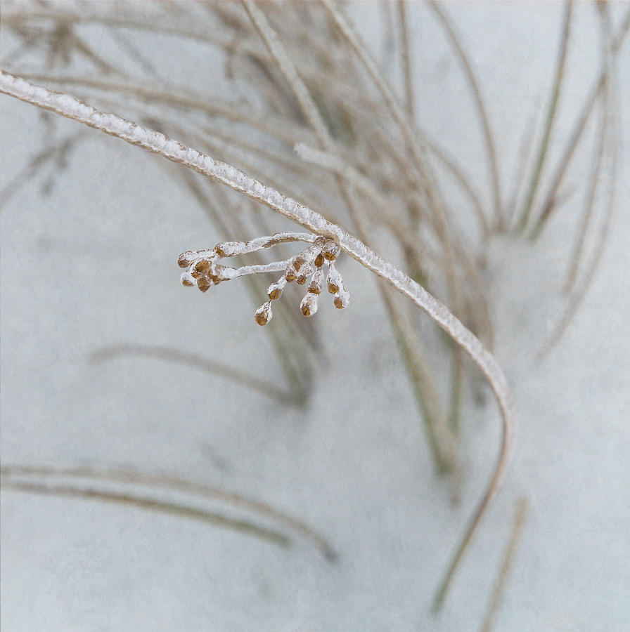 Natures Fine Jewelry Photograph by Angie Vogel
