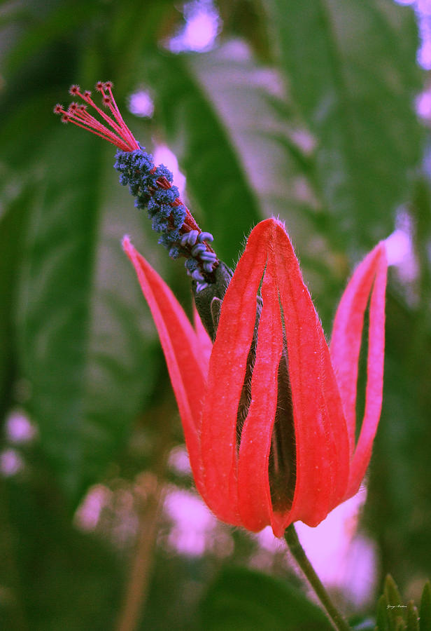 Natures Fireworks 004 Photograph by George Bostian - Fine Art America