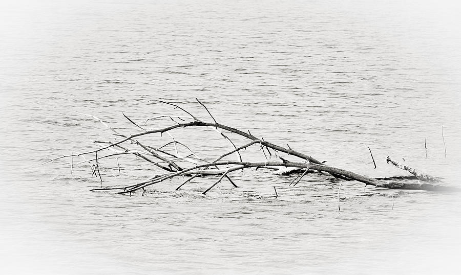Natures Flotsam b/w - R Photograph by Greg Jackson