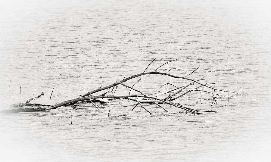Natures Flotsam Photograph by Greg Jackson