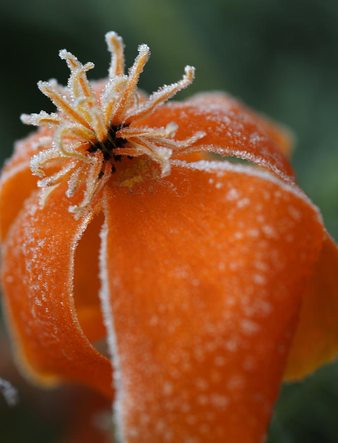 Flower Photograph - Natures Frost by Miguel Winterpacht