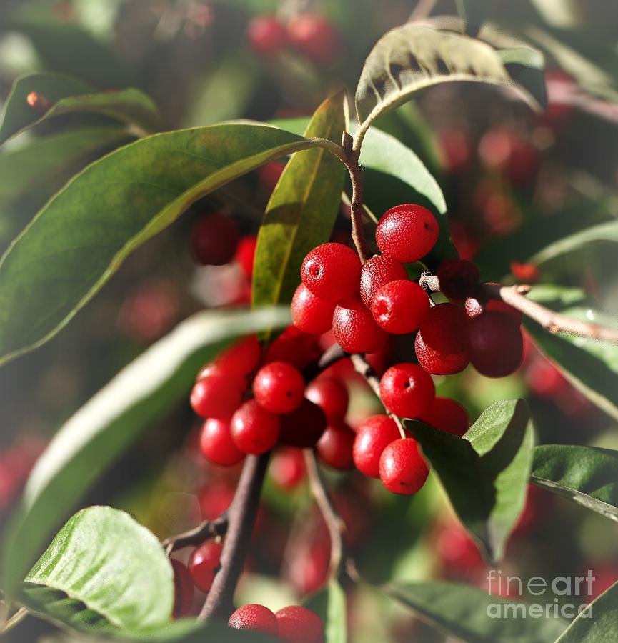 Natures Gift Of Red Berries Photograph
