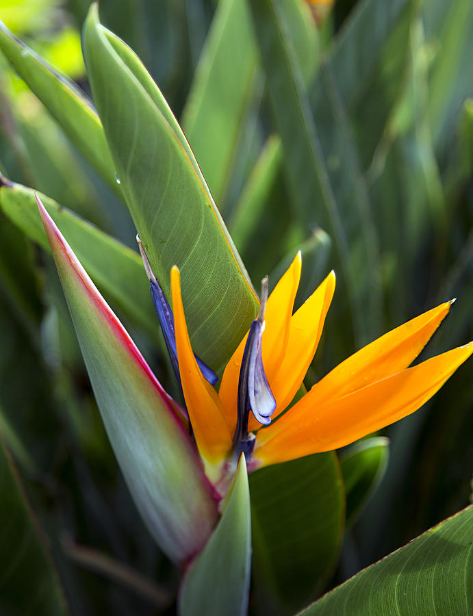 Nature's Glory Photograph by Carol Ellerton - Fine Art America