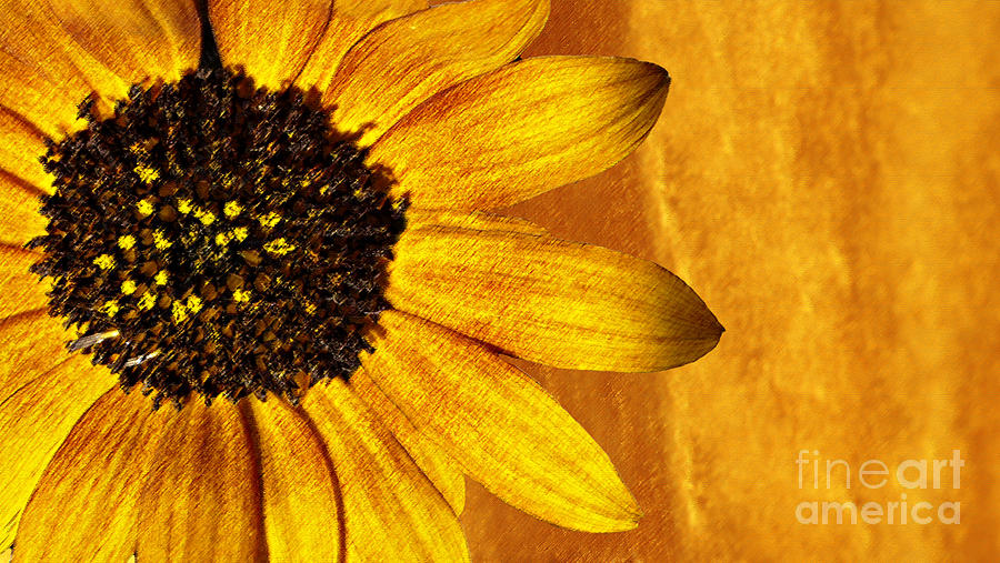 Sunflower Photograph - Natures Gold by Candy Frangella
