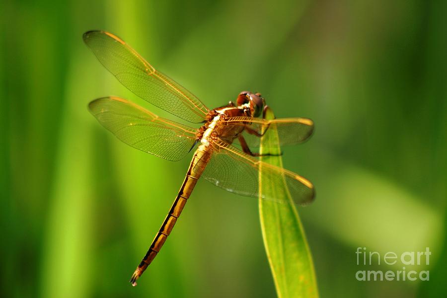 Dragonfly - Natures Golden Hues Photograph by Lora Tout