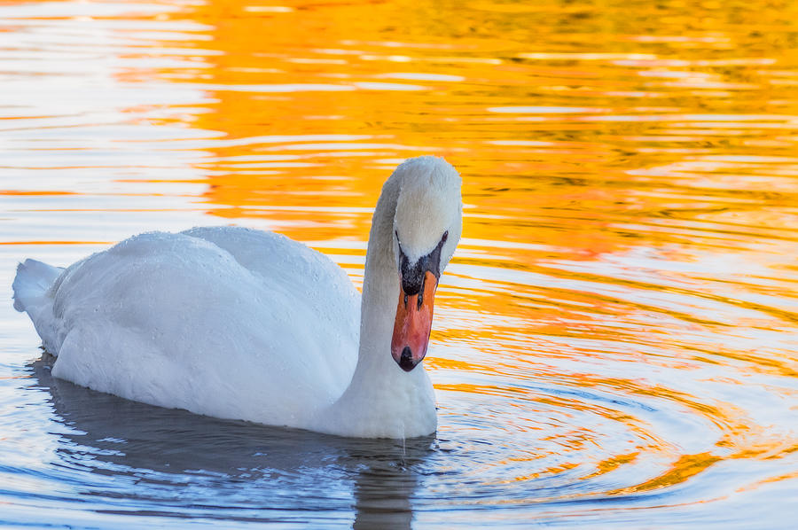 Swan Photograph - Natures Grace by Garvin Hunter