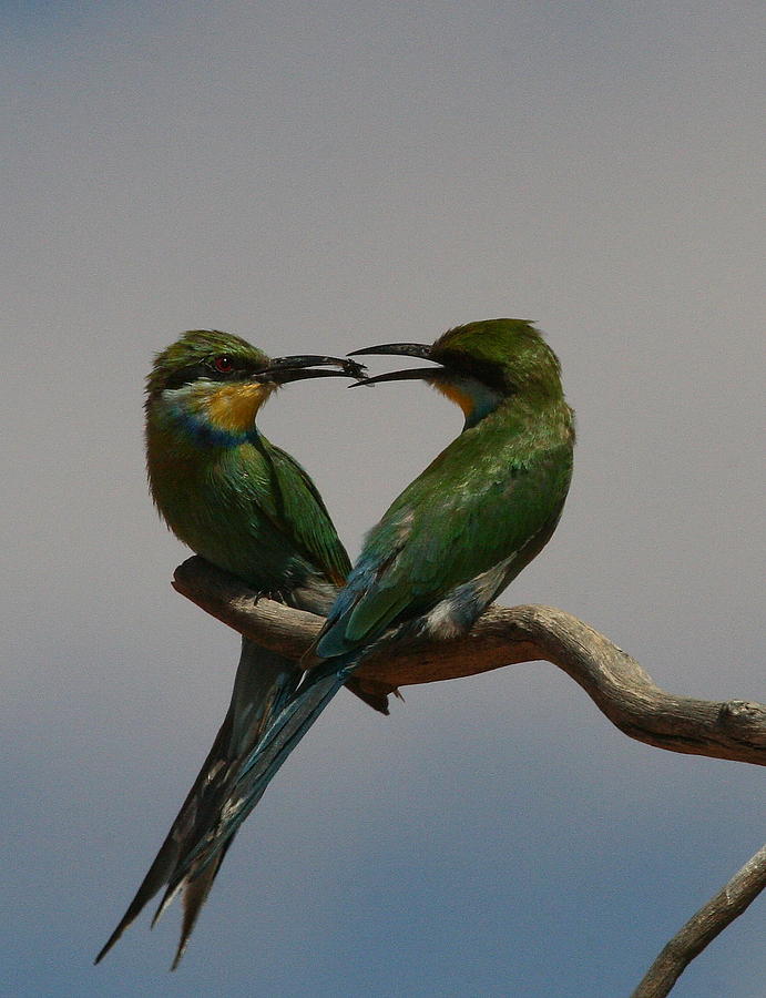 Natures Heart - Swallow-tailed Bee-eaters Photograph by Bruce J Robinson