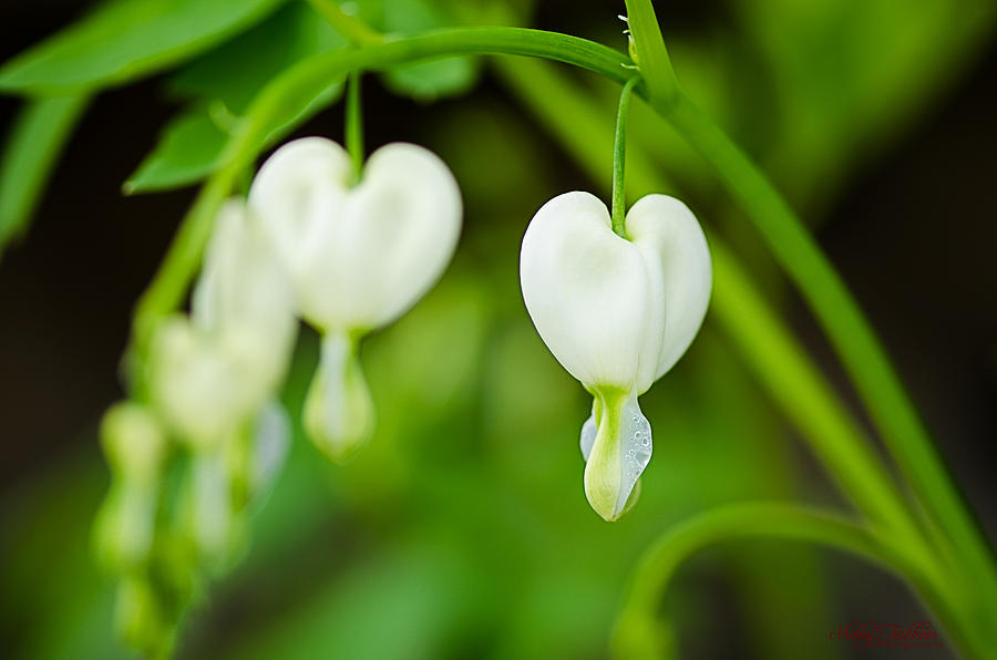 Nature's Hearts Photograph by Shirley Tinkham - Fine Art America