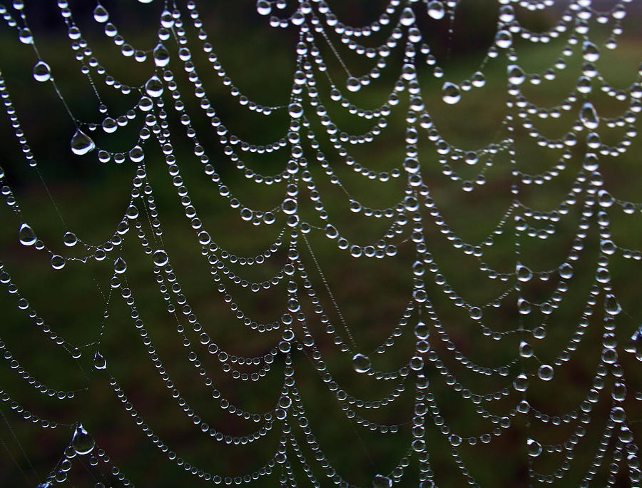 Cobweb Photograph - Natures Jewels by Debbie Howden