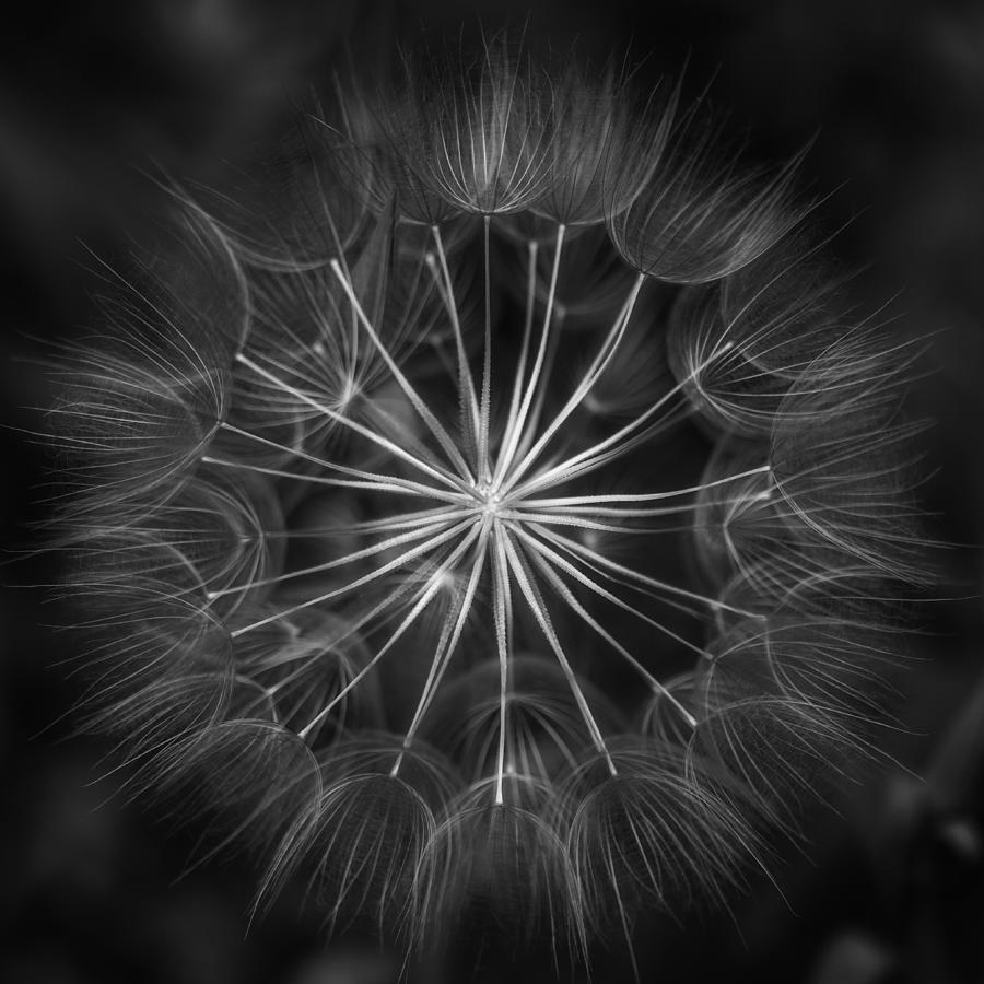 Natures Kaleidoscope in Monochrome Photograph by Kristal Kraft