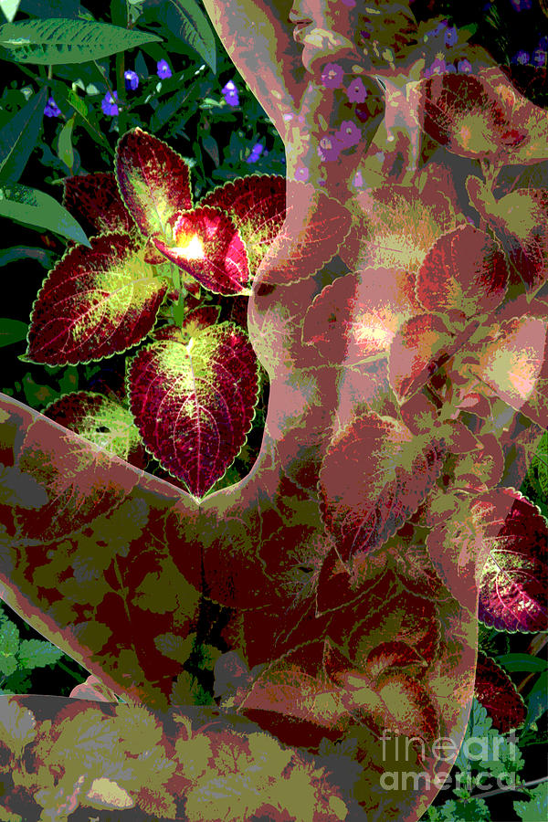 Natures Nudes Six Coleus Photograph by Jack Ader