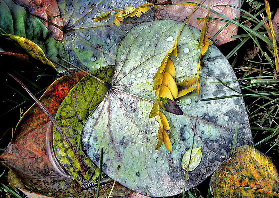 Fall Photograph - Natures Paint Box by Nadya Johnson
