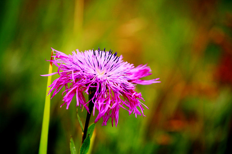 Wildflower on the Chisholm Trail Photograph by Toni Hopper