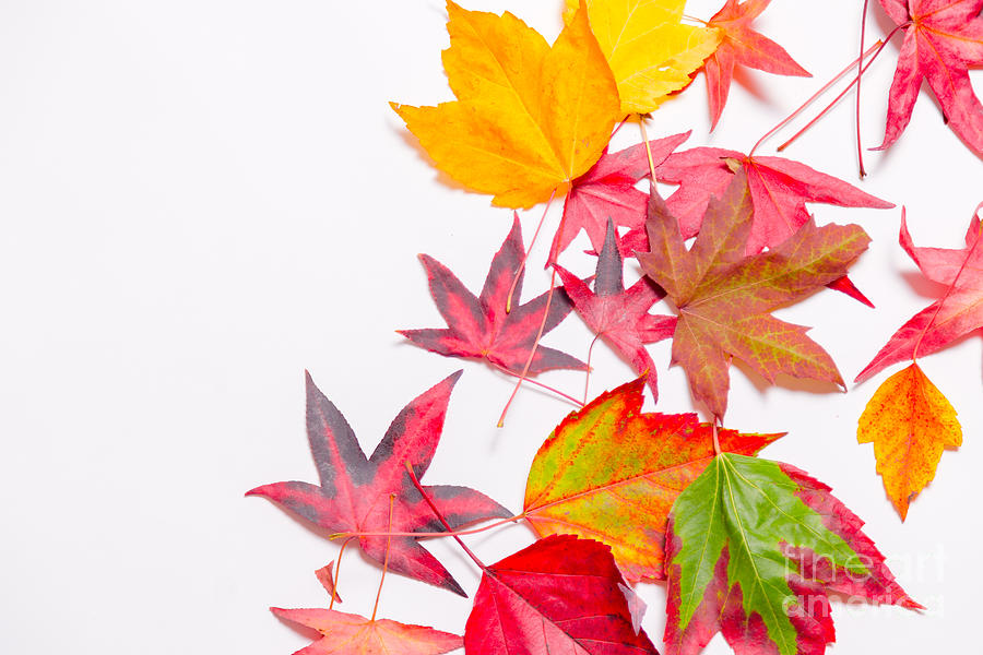 Natures Palette Maple Leaf Series1 Photograph by Alanna DPhoto