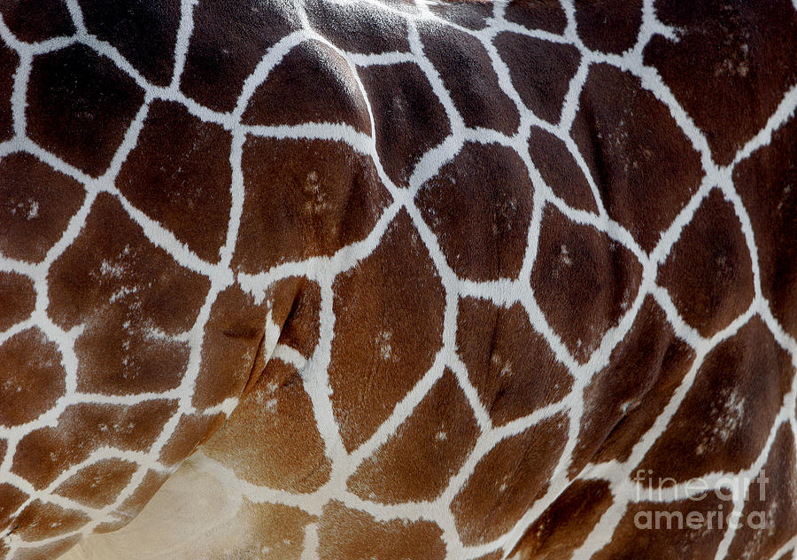 Giraffe Photograph - Natures Pattern by Lincoln Rogers