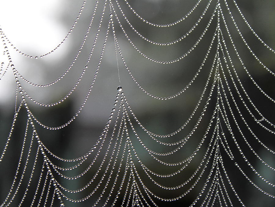 Natures Pearls Photograph by Angie Vogel