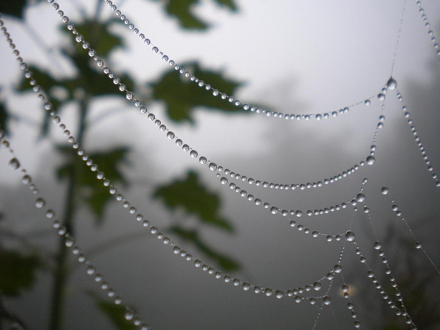 Natures Pearls Photograph by Diannah Lynch