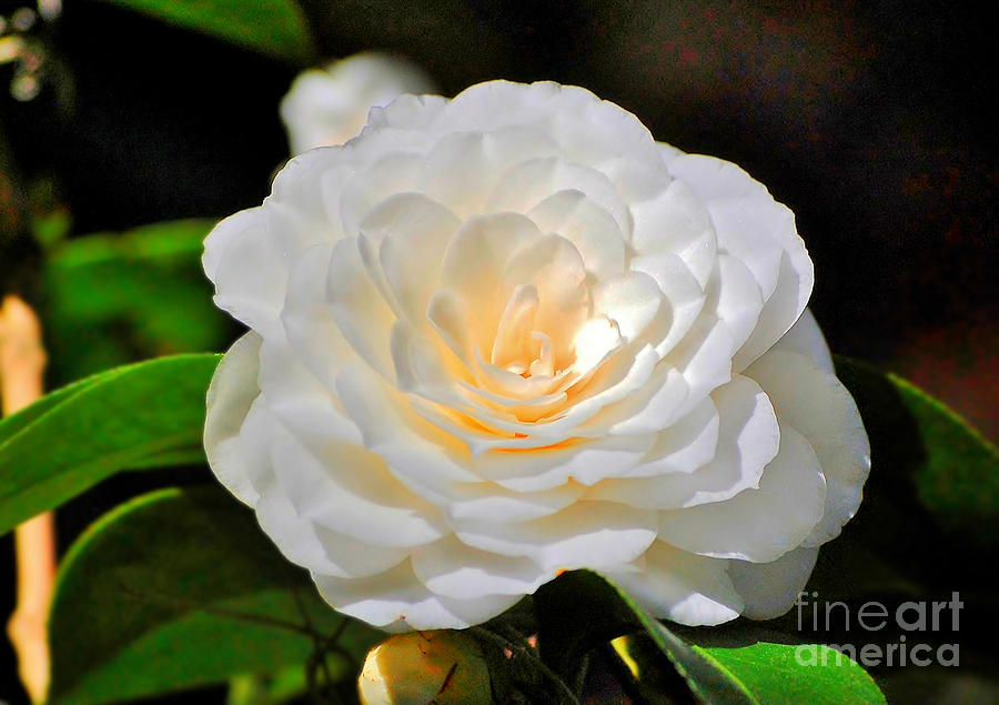Flower Photograph - Natures Perfection by Kathy Baccari