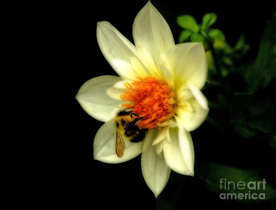 Insects Photograph - Natures Pollinator by Inspired Nature Photography Fine Art Photography
