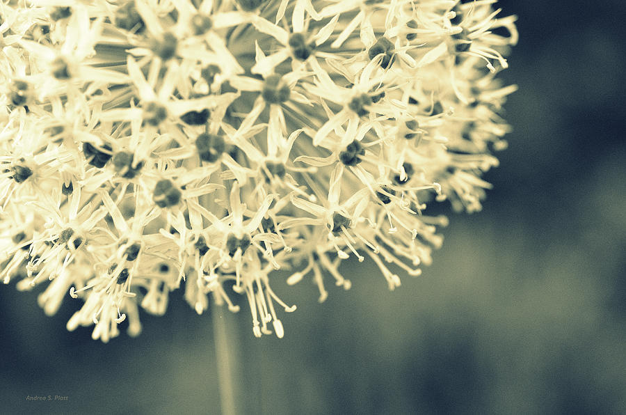 Natures Popcorn Ball Photograph by Andrea Platt