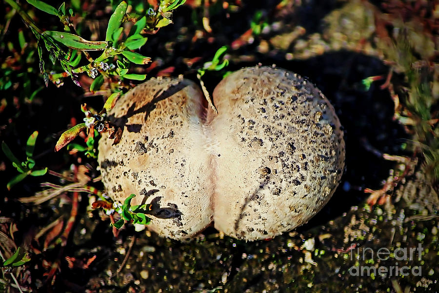 Rounded Photograph - Natures Posterior by Catherine Melvin