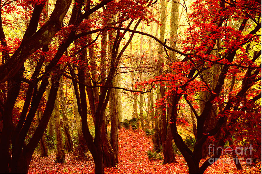 Fall Photograph - Natures Red Carpet by Nick Wardekker