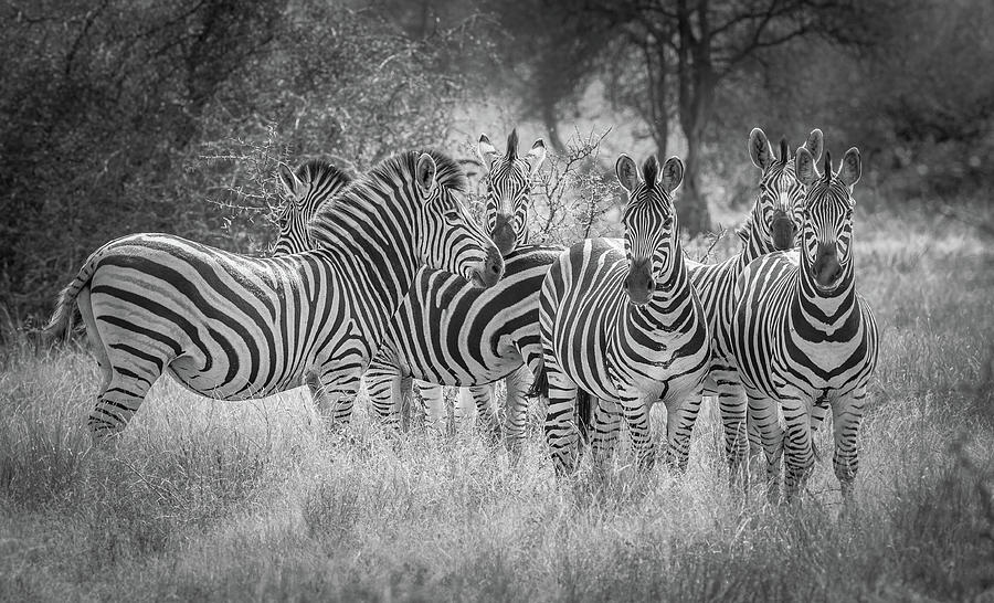 Natures Referees Photograph by Jeffrey C. Sink