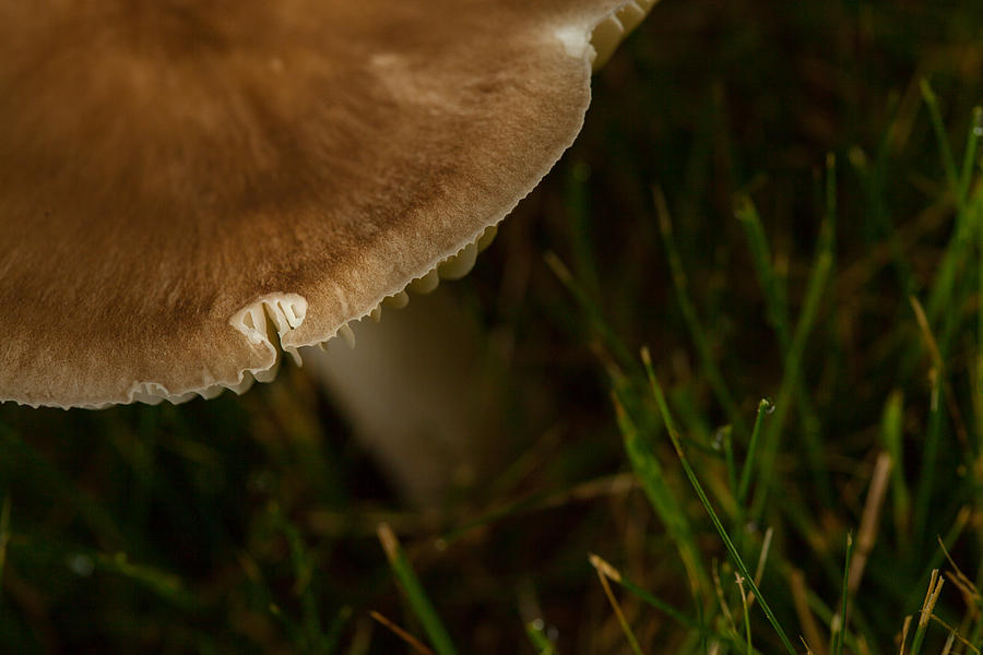 Mushroom Photograph - Natures Room by Karol Livote