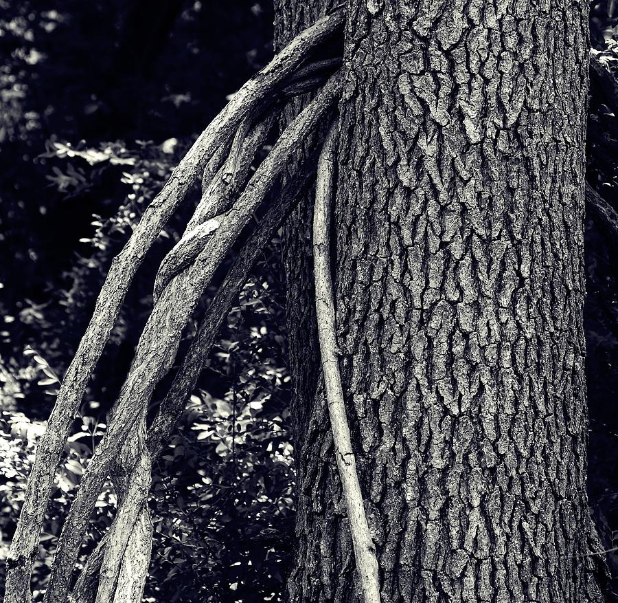 Natures Rope Photograph by Virginia Folkman