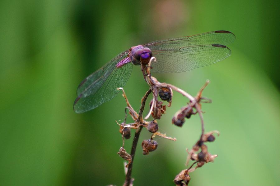 Dragonfly - Natures Rose #1 Photograph by Lora Tout
