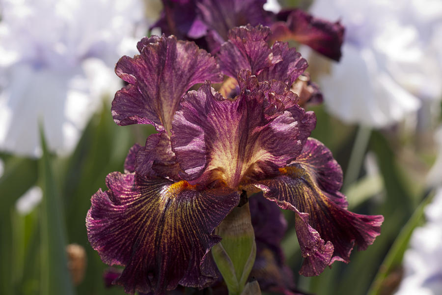 Iris Photograph - Natures Ruffles by Nicole Colella