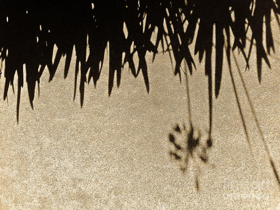 Natures Shadow Photograph by Fei A