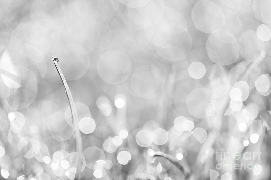 Natures Sparkle Dewdrops in Sunlit Grass Black and White Photograph by Natalie Kinnear