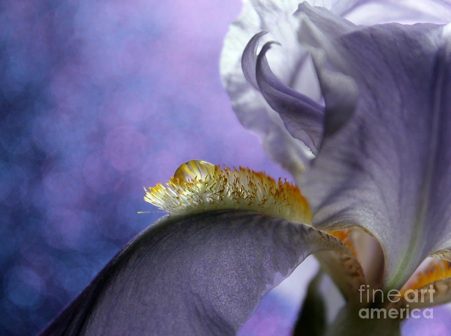 Iris Photograph - Natures Spotlight by Krissy Katsimbras