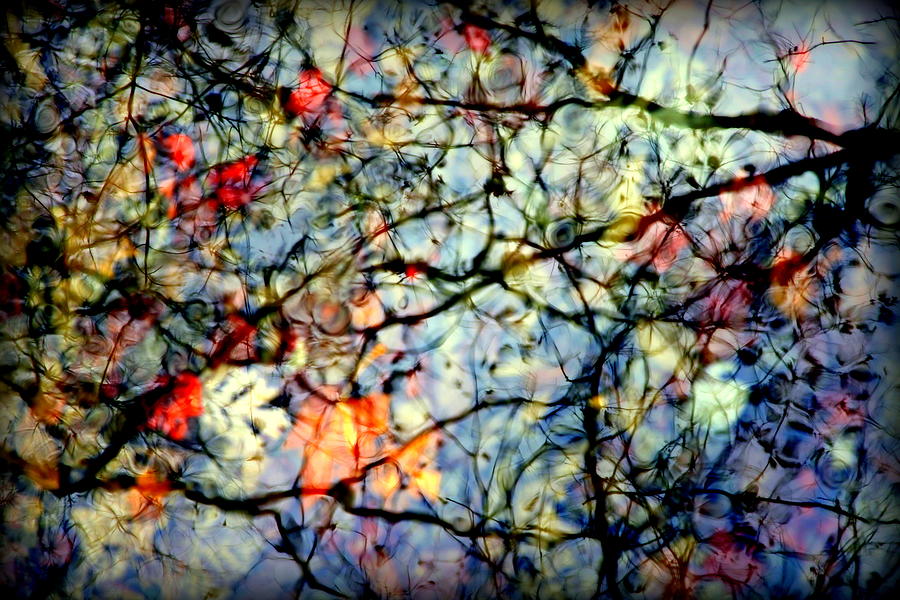 Fall Photograph - Natures Stained Glass by Karen Wiles