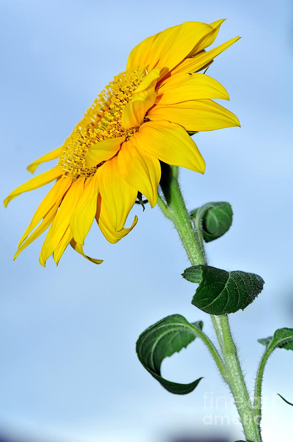 Sunflower Photograph - Natures Sunshine by Kaye Menner